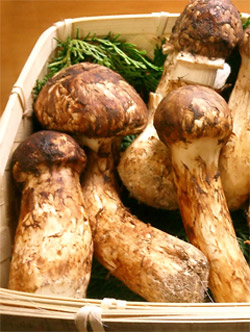 Matsutake Mushrooms: The Costliest Food in the World