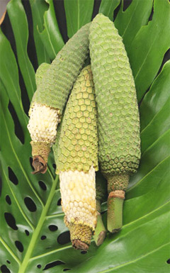 Monstera Deliciosa: Energy Booster