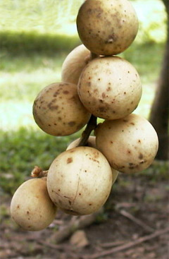 Langsat or lanzones