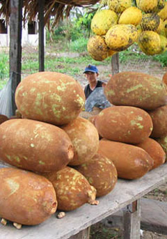 Cupuau: The Pharmacy In A Fruit