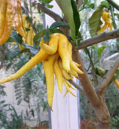 Buddha's hand: Fruit for Good Luck, Happiness and Long Life