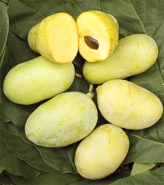 Paw Paw: An Anti-Cancer Fruit From USA