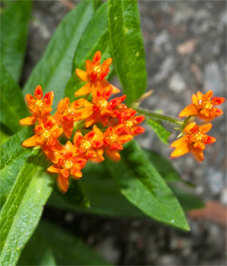 Pneumonia: Searching Herbal Remedies 