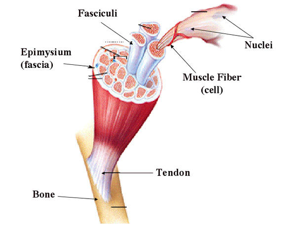 Skeletal muscles: How do they work?