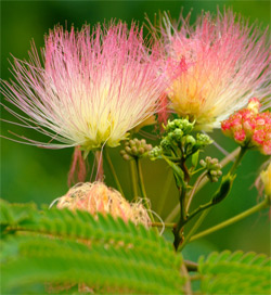 Albizzia: The Wonder Herb of Happiness