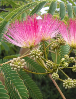 Albizzia: The Wonder Herb of Happiness