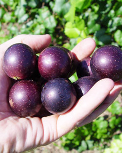 Health Benefits of Muscadine Grape Seed
