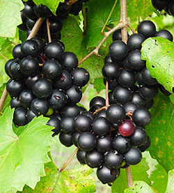 Health Benefits of Muscadine Grape Seed