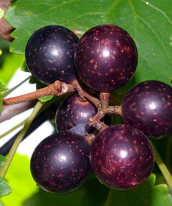 Health Benefits of Muscadine Grape Seed