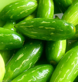 Coccinia grandis, Ivy Gourd or Kundru: A Miraculous Vegetable