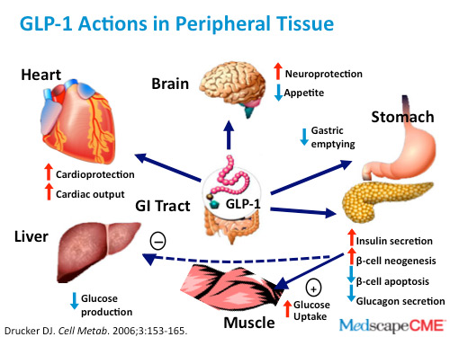 GLP-1: an Alternative Treatment for Obesity 