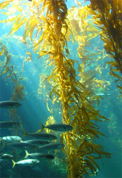 Kelp: Popular Superfood with Inherent Risks