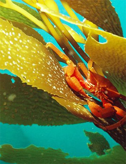 Kelp: Popular Superfood with Inherent Risks