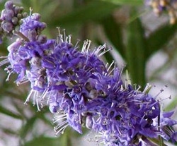 Chasteberry : Is a Multi-Beneficial An-Aphrodisiac Herb for Women 