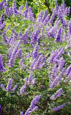 Chasteberry : Is a Multi-Beneficial An-Aphrodisiac Herb for Women 