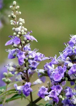 Chasteberry : Is a Multi-Beneficial An-Aphrodisiac Herb for Women 