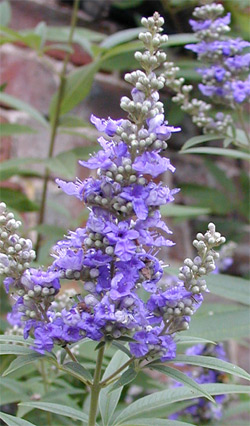 Chasteberry : Is a Multi-Beneficial An-Aphrodisiac Herb for Women 