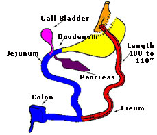 Stomach-stapling for successful weight loss
