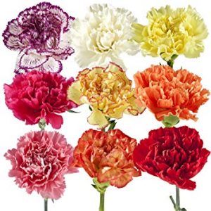 Wholesale Carnations