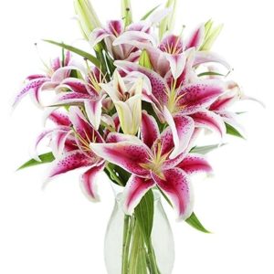 Barbie Pink Bouquet of 15 Fresh Pink Stargazer Lily
