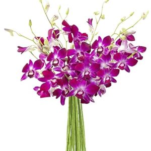 KaBloom Prime Delivery