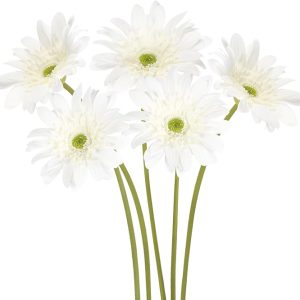 White Gerbera Daisy Artificial Flowers 5PCS – Real Touch Latex Silk Daisies Flowers Artificial, 26.7" Long Stem Fake Flowers with Stems for Wedding Bouquets, Home Décor, or Daisy Centerpieces