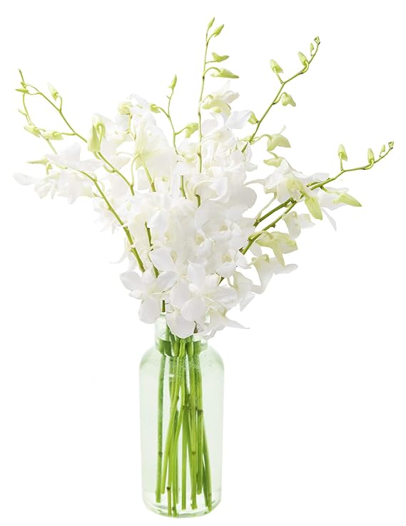 KaBloom Flowers - Exotic Perla White Orchid Bouquet of White Orchids with Vase - Gift for Birthday, Thank You, Valentine, Mother’s Day Fresh Flowers KaBloom Flowers - Exotic Perla White Orchid Bouquet of White Orchids with Vase - Gift for Birthday, Thank You, Valentine, Mother’s Day Fresh Flowers