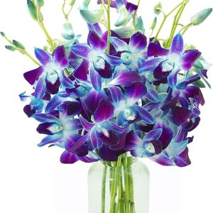 KaBloom Flowers - Exotic Sapphire Orchid Bouquet of Blue Orchids from Thailand with Vase - Gift for Birthday, Sympathy, Anniversary