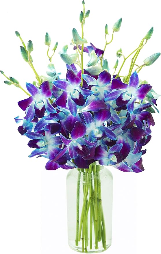 KaBloom Flowers - Exotic Sapphire Orchid Bouquet of Blue Orchids from Thailand with Vase - Gift for Birthday, Sympathy, Anniversary KaBloom Flowers - Exotic Sapphire Orchid Bouquet of Blue Orchids from Thailand with Vase - Gift for Birthday, Sympathy, Anniversary