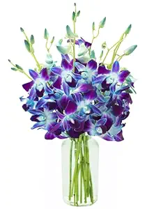 KaBloom Flowers - 10 Blue Orchid with vase - Gift for Birthday, Sympathy, Anniversary, Get Well, Thank You, Valentine, Mother’s Day Fresh Flowers