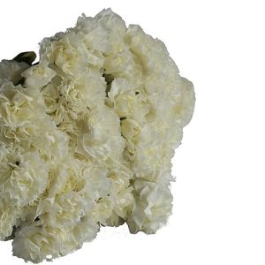 KaBloom Flowers - 50 White Carnation - Gift for Birthday, Sympathy, Anniversary, Get Well, Thank You, Valentine, Mother’s Day Fresh Flowers