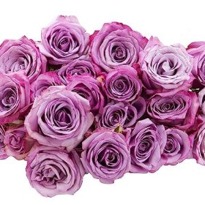 KaBloom Flowers -Valentine's Day Collection - 25 Purple Roses, Gift for Birthday, Sympathy, Anniversary, Get Well, Thank You, Valentine, Mother’s Day Fresh Flowers