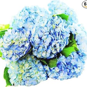 KaBloom Flowers -Valentine's Day Collection - Beauty 6 Blue Hydrangeas without vase, Gift for Birthday, Sympathy, Anniversary, Get Well, Thank You, Valentine, Mother’s Day Fresh Flowers