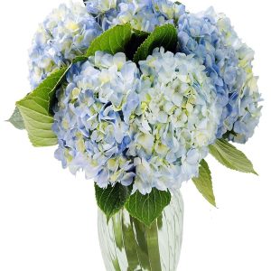 KaBloom Flowers - Beauty 6 Blue Hydrangeas with vase - Gift for Birthday, Sympathy, Anniversary, Get Well, Thank You, Valentine, Mother’s Day Fresh Flowers
