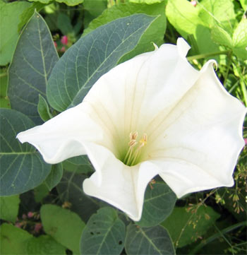 Datura