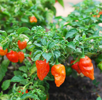 Naga Bhut Jolokia