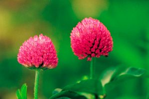 red-clover