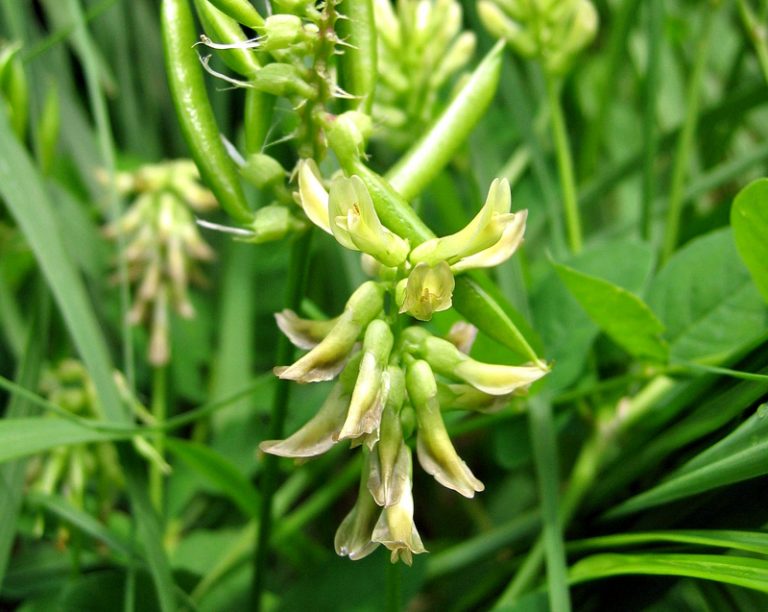 Astragalus Women Fitness