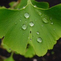 Ginkgo multi-beneficial herb