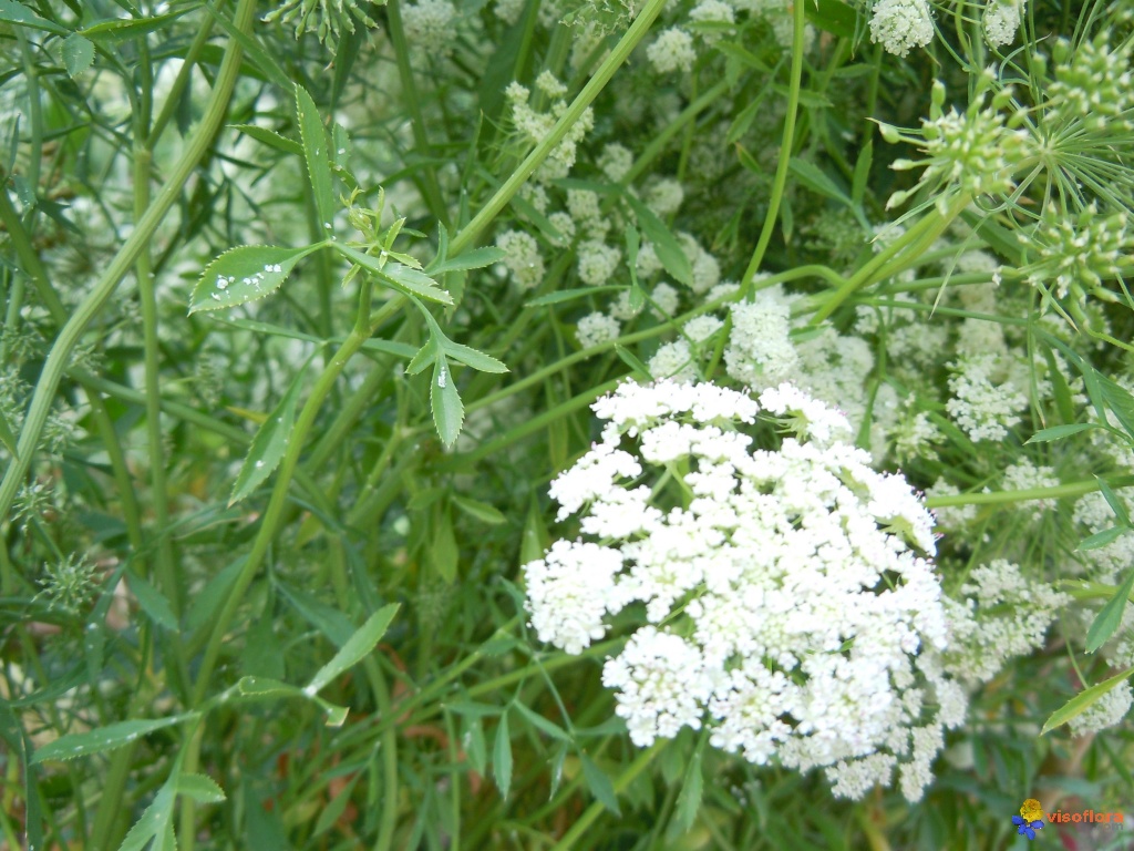 Khella - Women Fitness