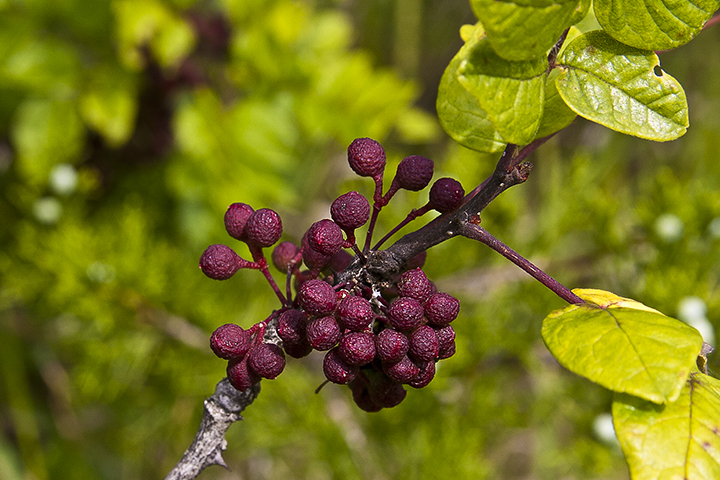 Prickly Ash - Women Fitness