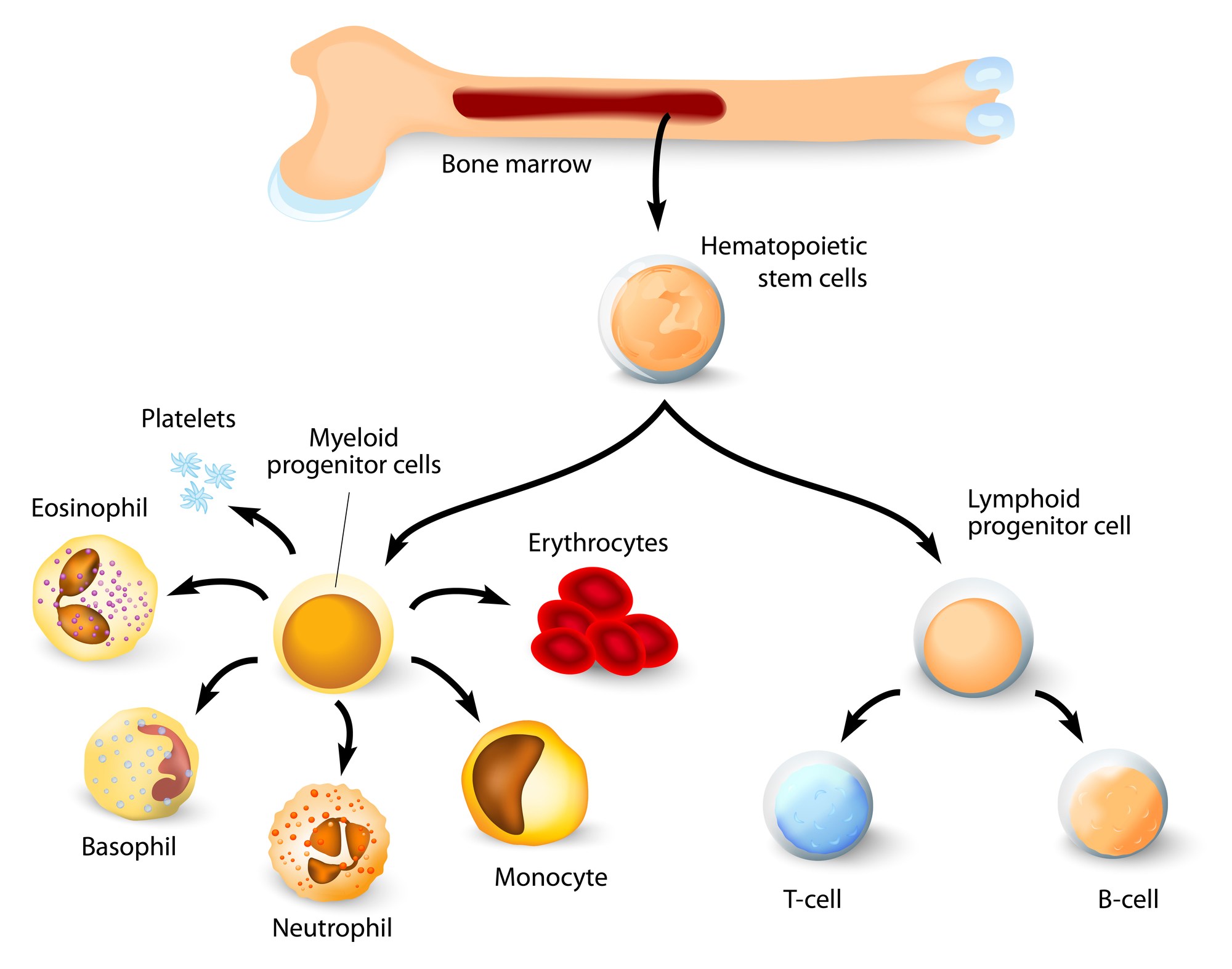 Stem Cell Treatments