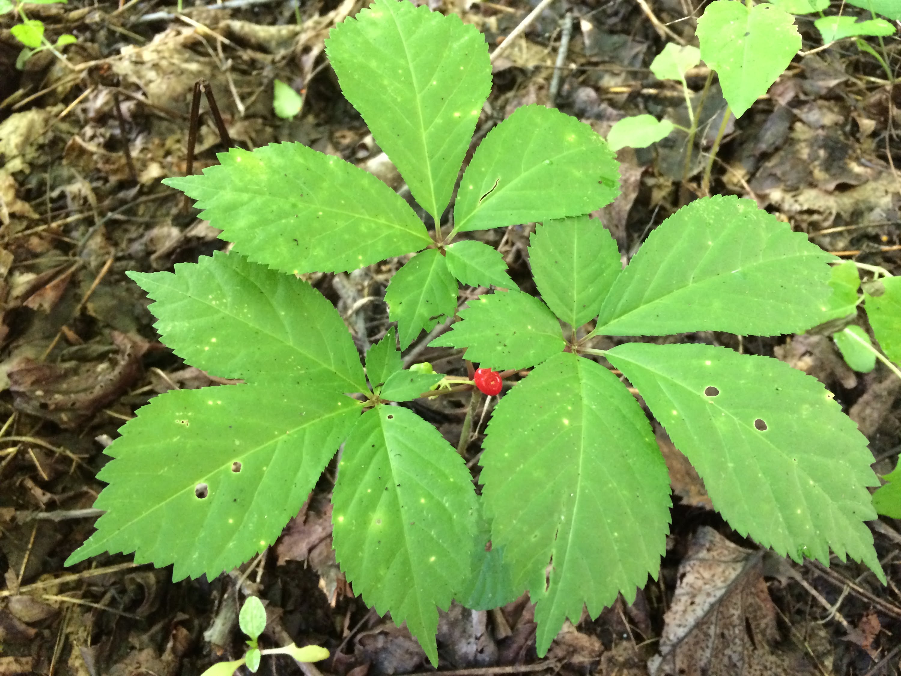 Respiratory Herbs for  COPD