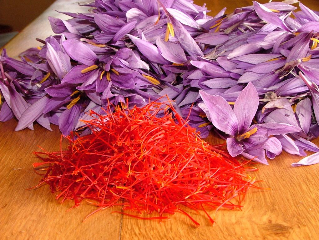 Saffron World Most Expensive and Powerful Herb Women Fitness