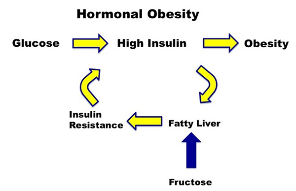 hormonal-obesity-cycle