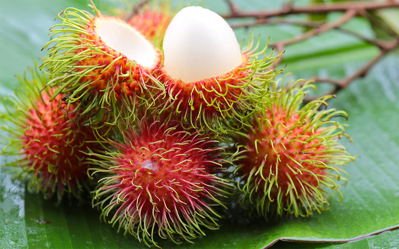 RAMBUTAN