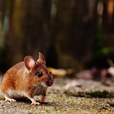hormone irisin triggers bone remodeling in mice
