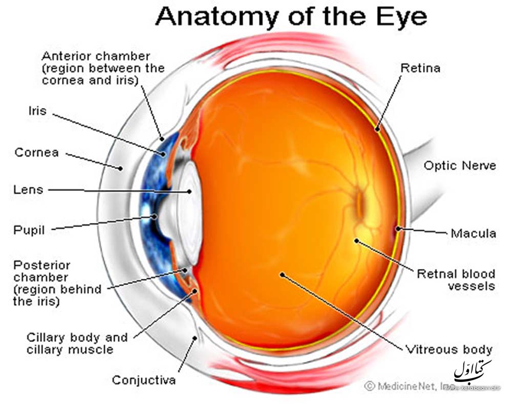 Сетчатка буква. Анатомия глаза. Части сетчатки глаза. Зрачок сетчатка.
