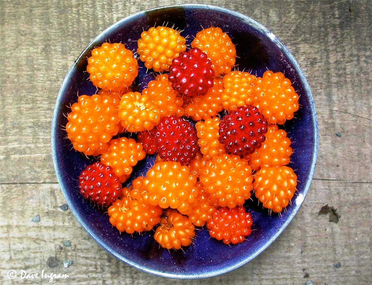 Encyclopedia of Health Benefits of Berries part 3 Page 5 of 11