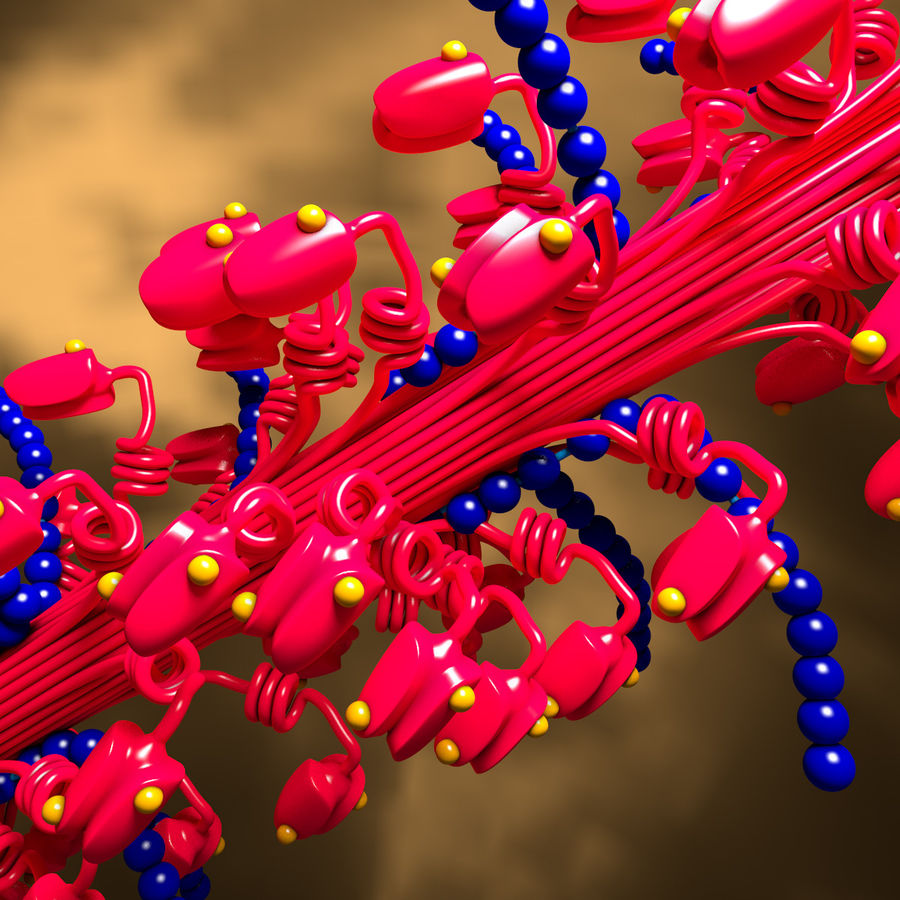 myosin